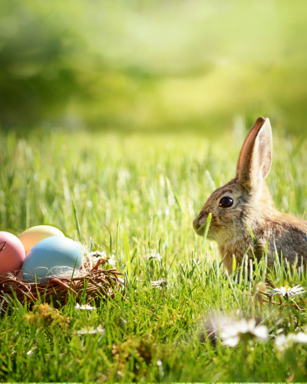 Les lapins de Pâques aiment les beaux jardins