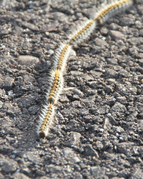 Les chenilles processionnaires