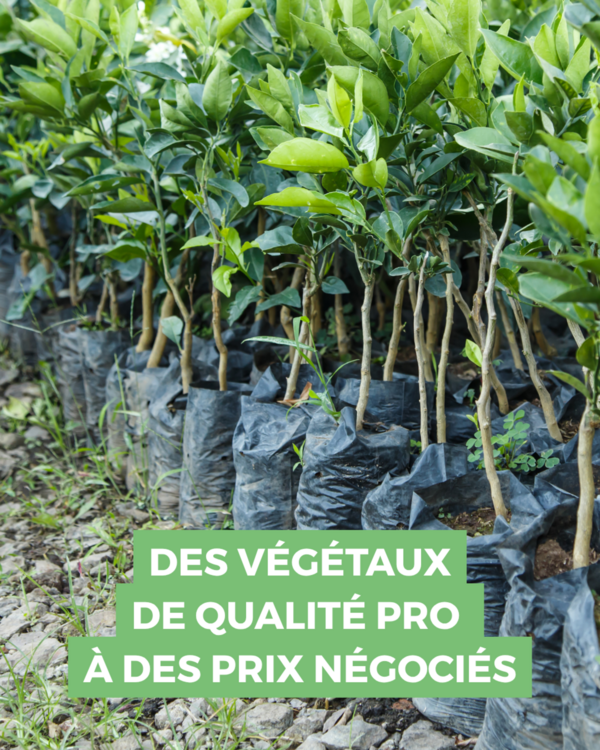De belles plantes au bon prix
