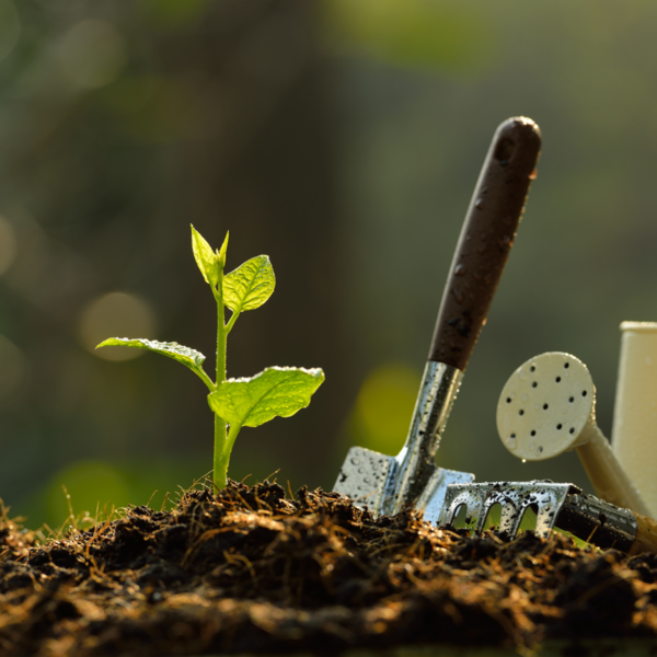 C’est le bon moment pour penser à vos plantations ! 🌱🌳