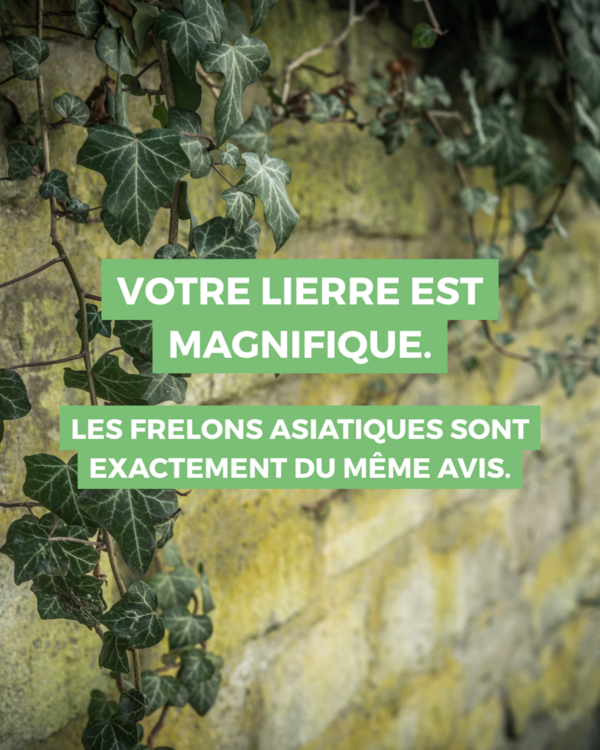 Frelons asiatiques