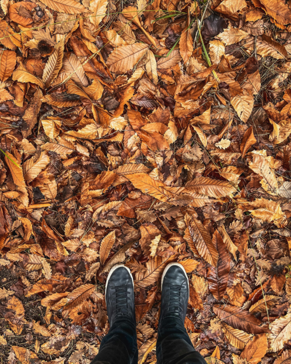 L'automne en or... et en feuilles !