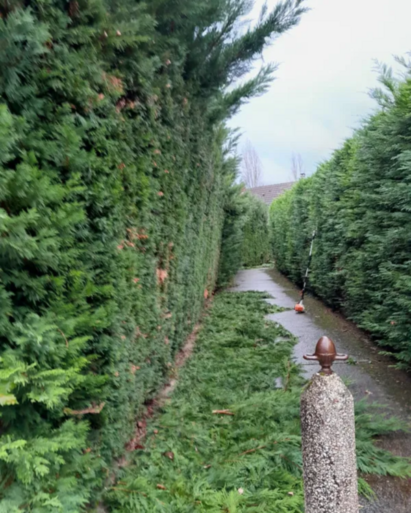 L'art de la taille de haies